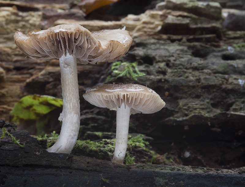 Psathyrella rostellata